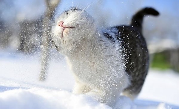 1-1-gatto-gioca-nella-neve_GF.jpg