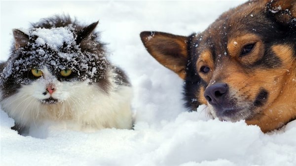 1-2-cani e gatti freddo-2_GF.jpg