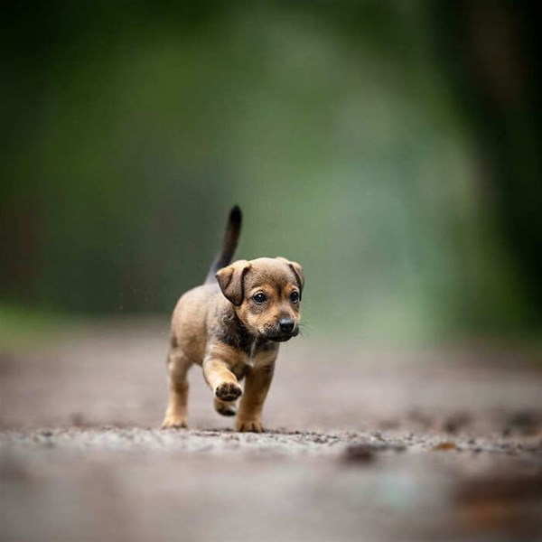 1-cani-corrono-felici-foto-omica-meinen-16_GF.jpg