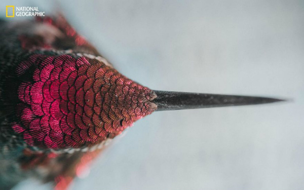 1-foto-animali-colibri.jpg