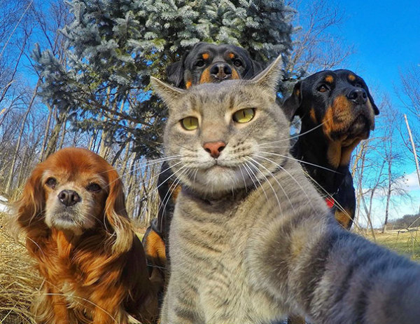 1-selfie-banda-completo-cani-e-gatto.jpg