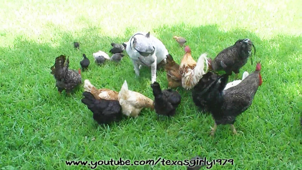 10-video-divertenti-animali-e-galline.jpg