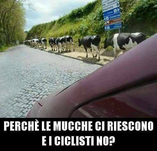 3-4074-mucche-fila-lungo-strada-non-succede-ciclisti.jpg