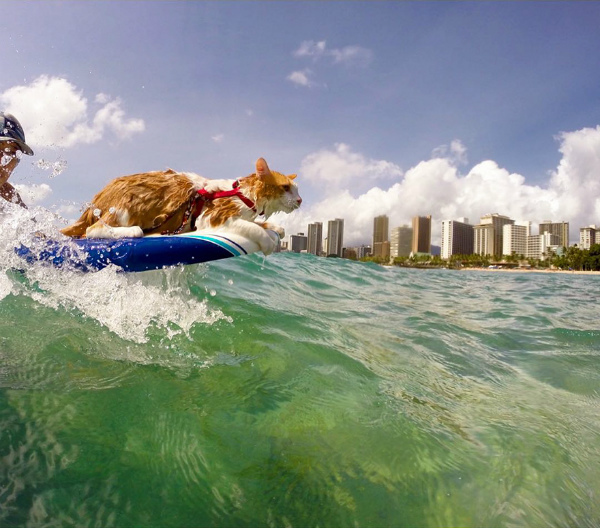 4-gatto-ama-mare-e-surf-3.jpg
