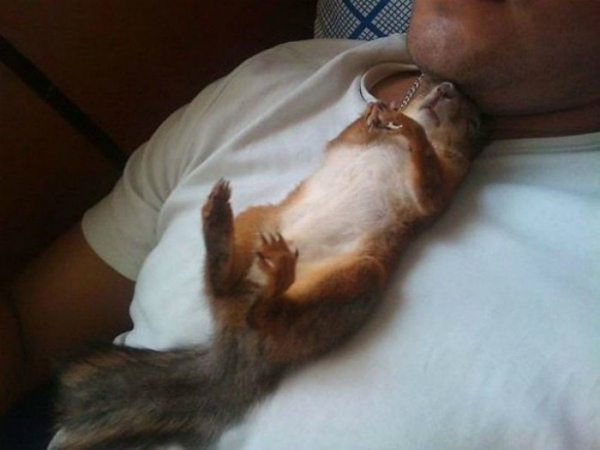6-scoiattolo-minsk-dorme-sul-suo-padrone.jpg