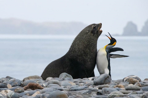 7-pinguino-chest-bump thomas maenelsen.jpg