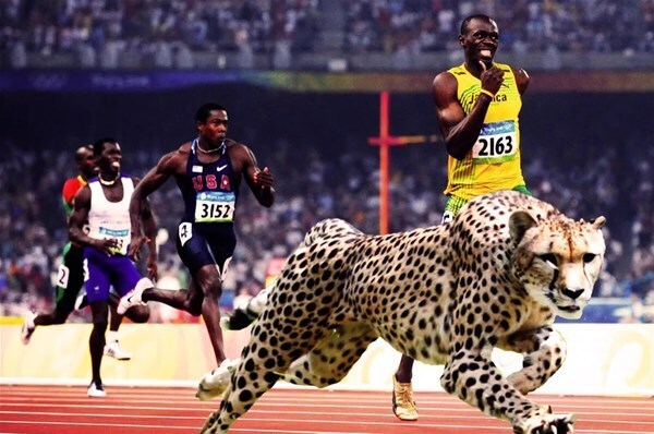 un-ghepardo-potrebbe-correre-i-100-metri-in-5-8-contro-i-9-58-del-campione-olimpico-usain-bolt_GF.jpg